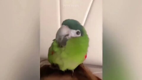 Smart And Funny Parrots Parrot Talking Videos Compilation P1 Super Dogs