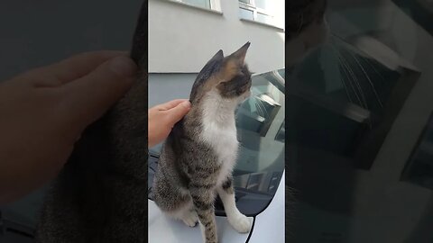 Street Cats in Turkey
