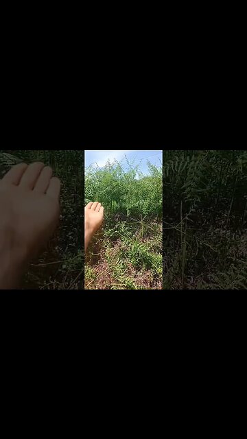 Nature's effortless farm. Nature Mulch #NaturalFarming#DoNothingFarming#MasanobuFukuoka#Oplighthouse