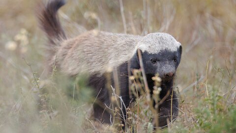 What Honey Badgers Think