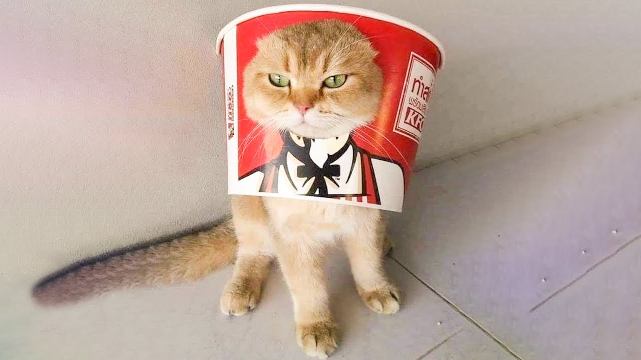 Funniest Cats - Funny Cats Life - Funny Animal Videos Episode 2
