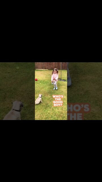 Pug Challenge 💯 🐶😍🐶 👇 Comment below if you like him #puppy #pug #puppylove #puppies