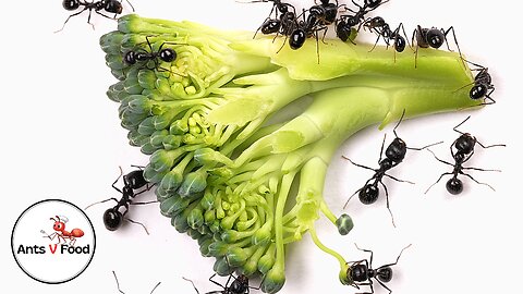 Time Lapse Ant Colony Eating Broccoli