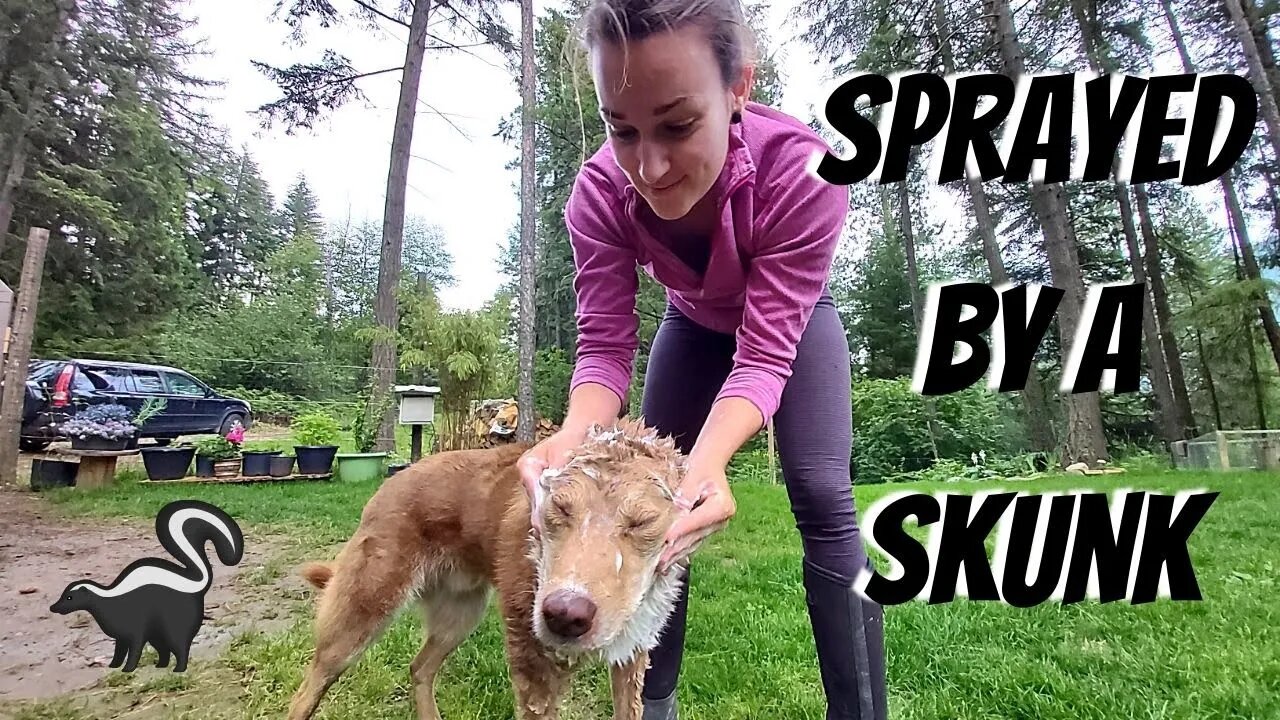 The Best Way to Remove Skunk Spray From Your Dog