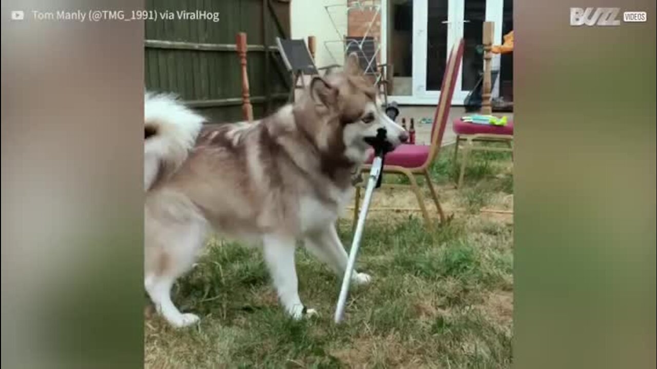 Quand un chien manie l'épée avec brio