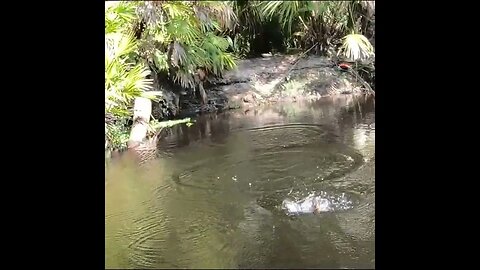 Creek fishing Sunfish