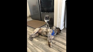 Pet Wrestling Pt 16