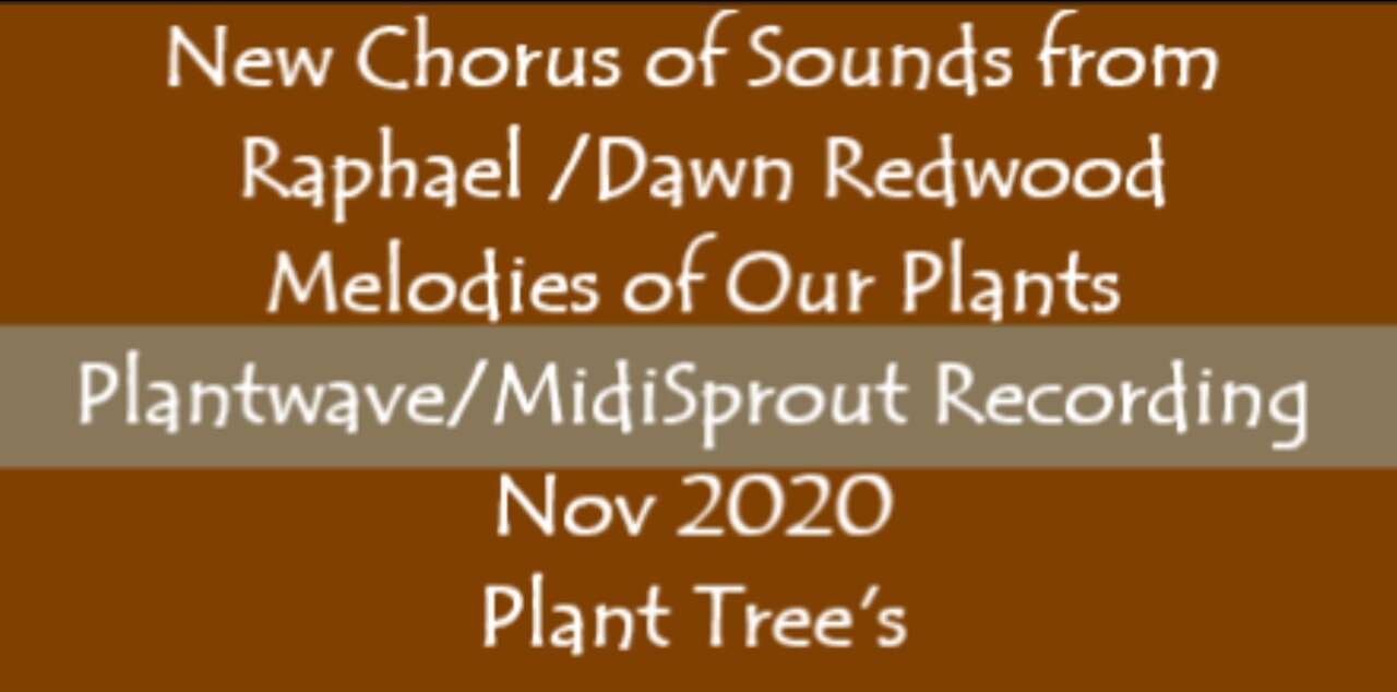 New Chorus of Sounds from Raphael /Dawn Redwood