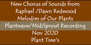 New Chorus of Sounds from Raphael /Dawn Redwood