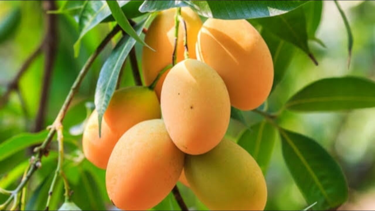 Mango tree