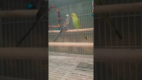Budgies Kissing😍 #budgies #youtubeshorts #shorts #parrots #parakeets #animallover