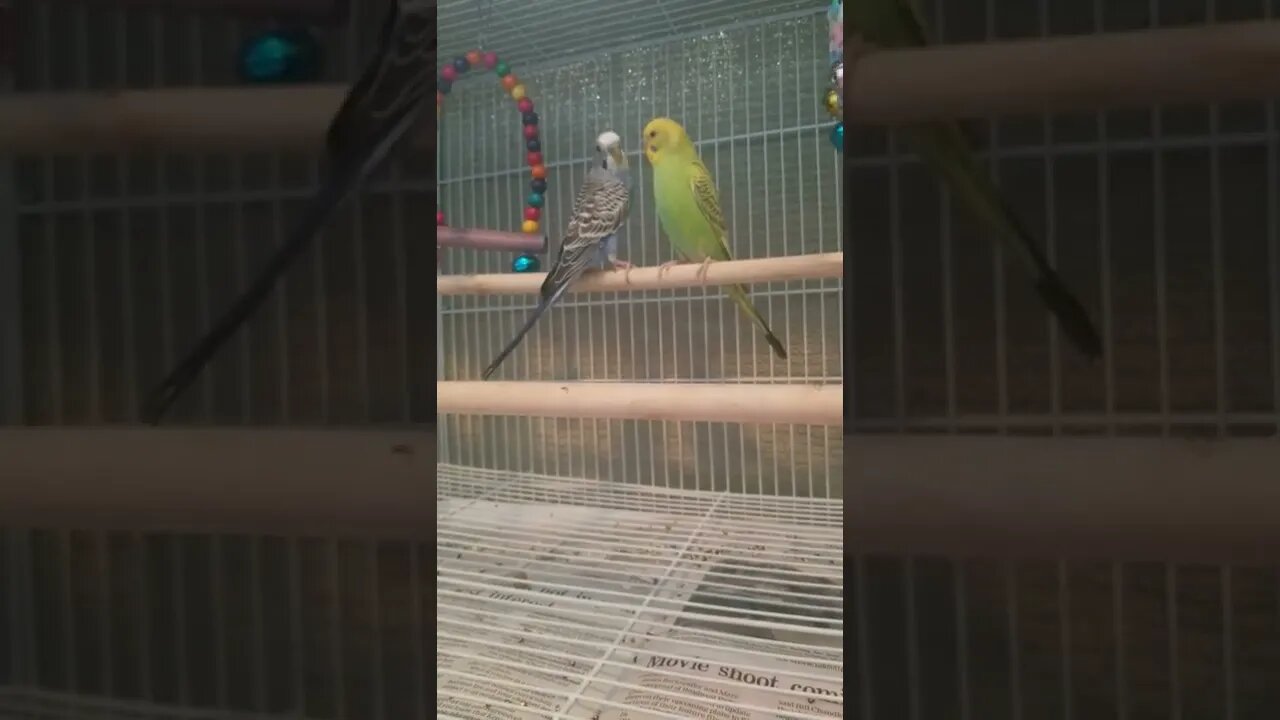 Budgies Kissing😍 #budgies #youtubeshorts #shorts #parrots #parakeets #animallover