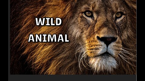 Wild animals