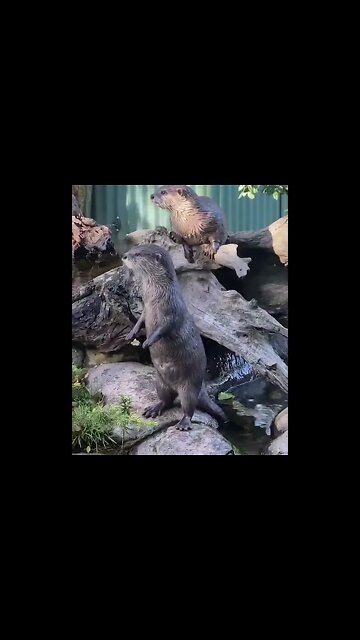 Cute otters intimately filmed by spy camera | Spy in the Wild #ytshorts #UbertainmentFun #Otters