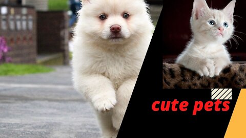 Dogs Funny Videos- Cute Dog Video#Short #Videro