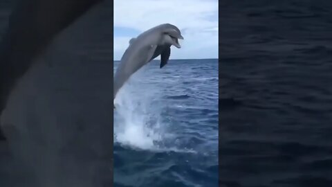 Man enjoying swimming with dolphins 🐬 | #Shorts #Animals #Underwater