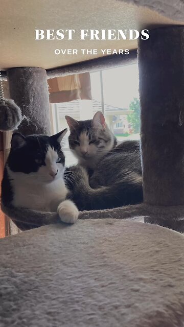 Happy International Cat Day