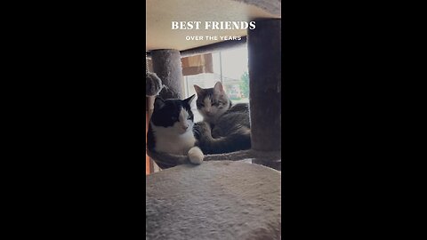 Happy International Cat Day