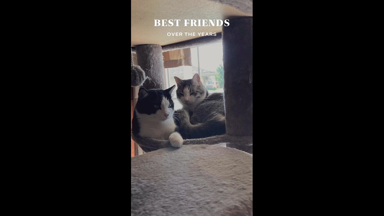 Happy International Cat Day