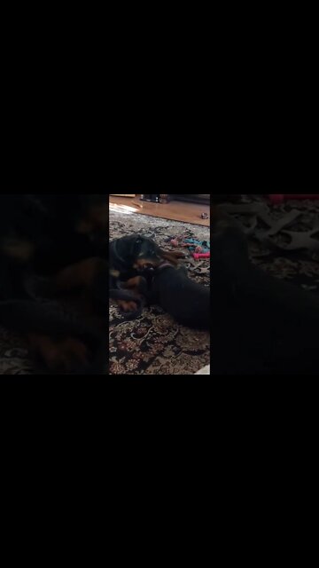 Rottweilers - Faye, The Drama Queen - Notice Lil' Eddie With A Quick Glance "We Still On?"