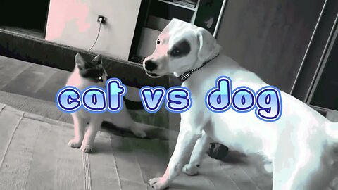 CAT VS DOG