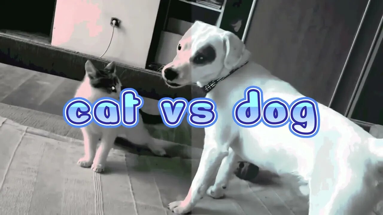 CAT VS DOG