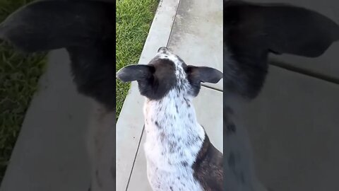 Does your dog talk with their ears like my Ritsie Ru🤣