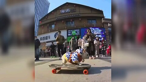 "Skateboard Superstar: The Talented Bulldog's Epic Rides"