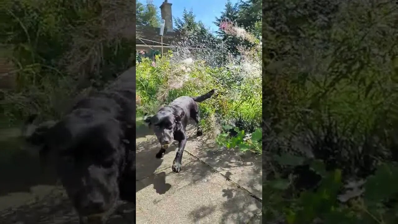 Jack having fun in the sun