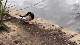 Pato é empurrado para dentro de água pelo companheiro