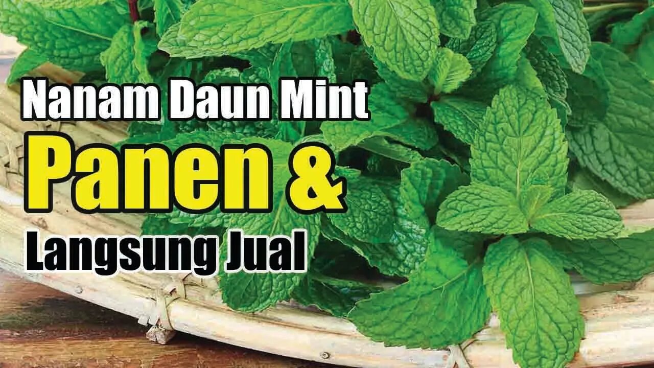 Nanam Daun Mint Dari Awal Sampai Panen dan Langsung di Pasarkan | #naikohydroponik