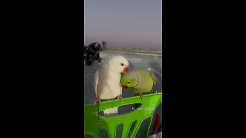 talking parrot