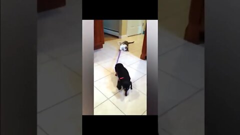 Let Me Goooooo #shorts #cats #dogs #funny #like #subscribe