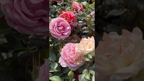 Roses are taking over the city! #shorts