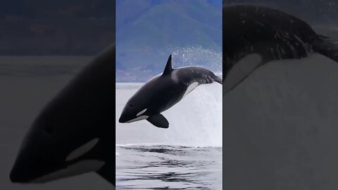 Blue ocean #orca #whale #sea #art