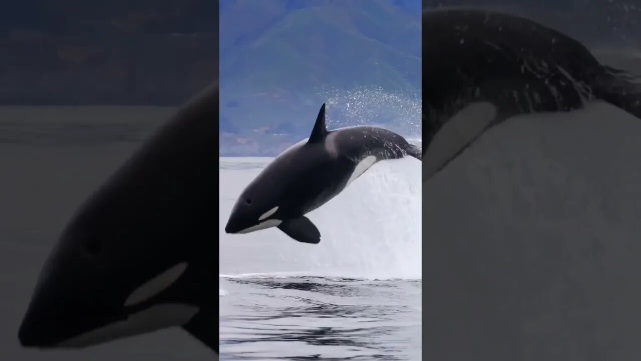 Blue ocean #orca #whale #sea #art