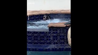 "What? You've never seen a dog in a hot tub before?"