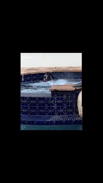 "What? You've never seen a dog in a hot tub before?"