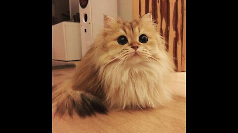 CUTEST CATS - Funny and Cute