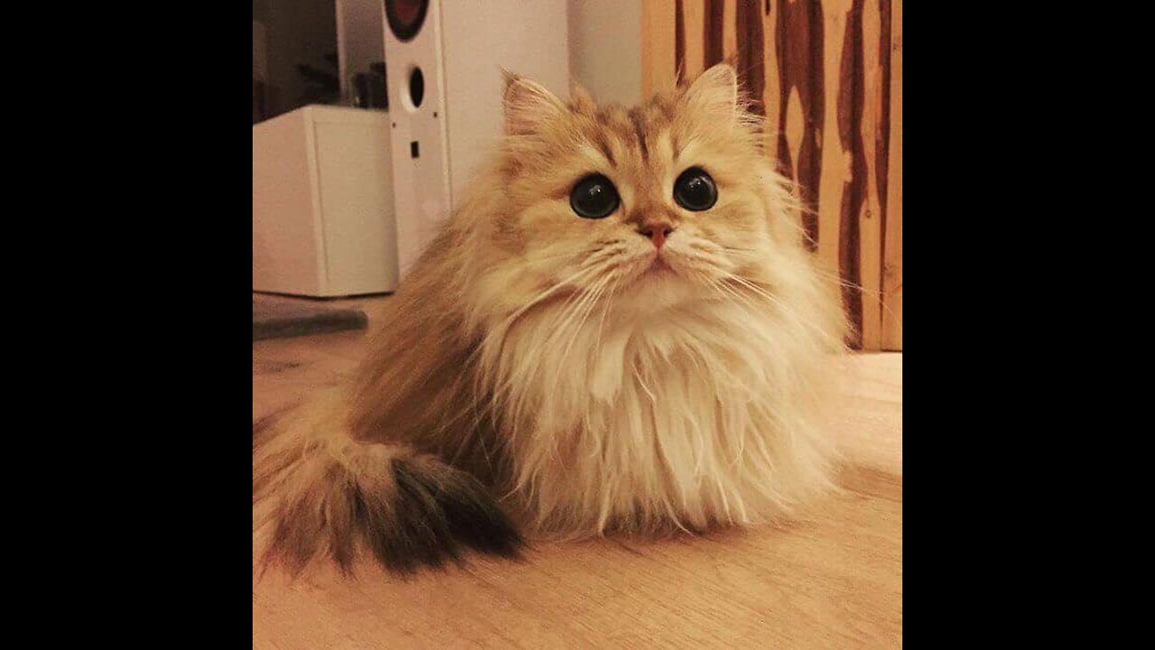 CUTEST CATS - Funny and Cute