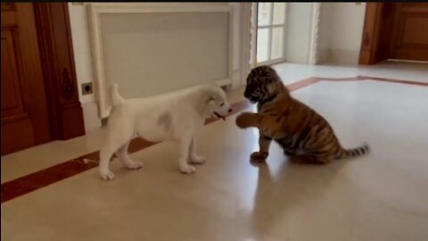 Dog 🆚 Baby tiger funny fighting video