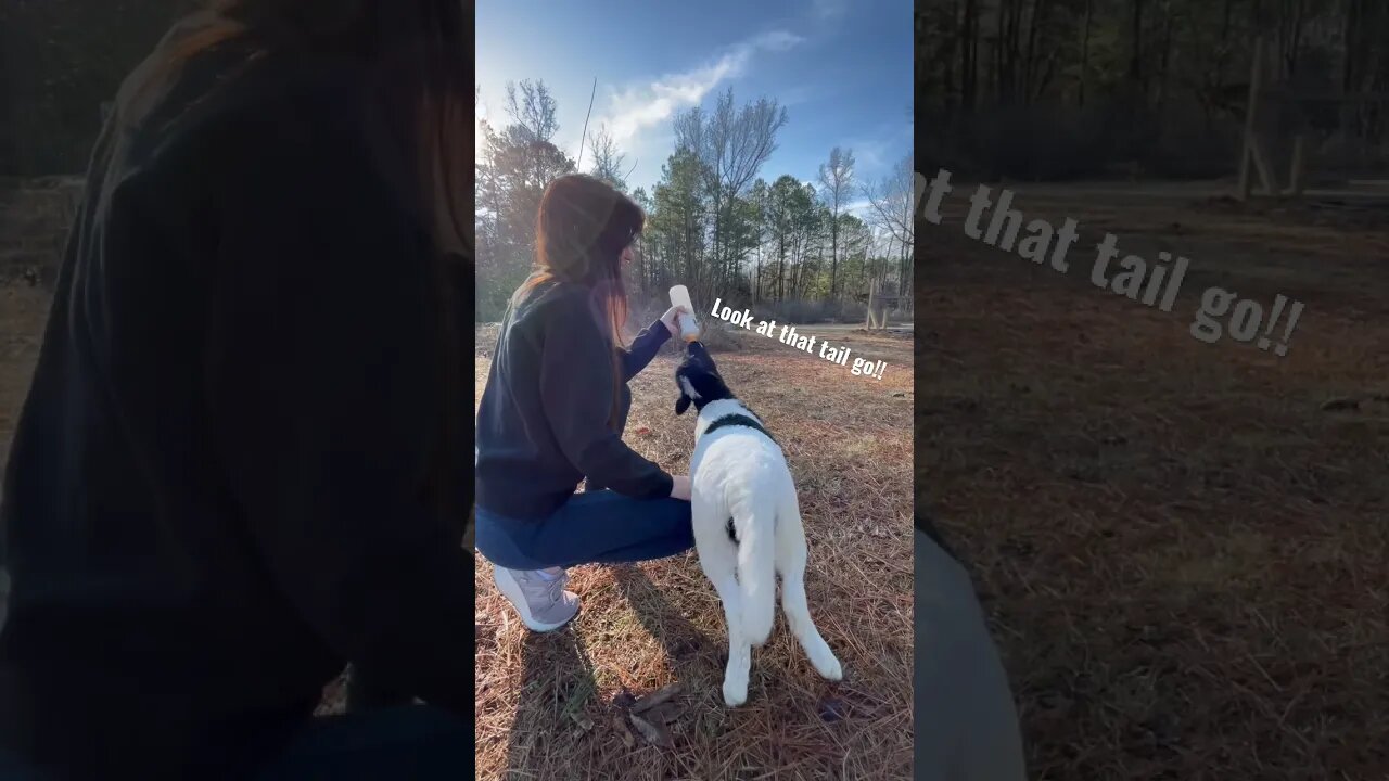 Bottle Feeding Lambs #cute #animals