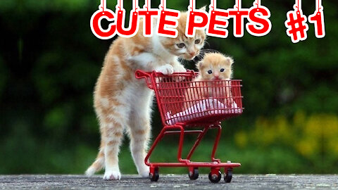 Cute Pets And Funny Animals Here ! #1 - First