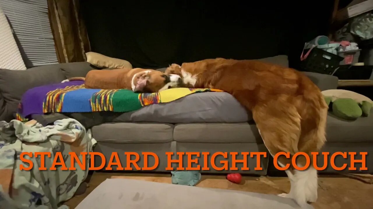 Tall dog- St. Bernard has legs that go for days