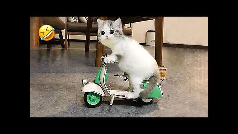 New Funny Animals 2023 😍😁 Funniest Cats and Dogs Videos