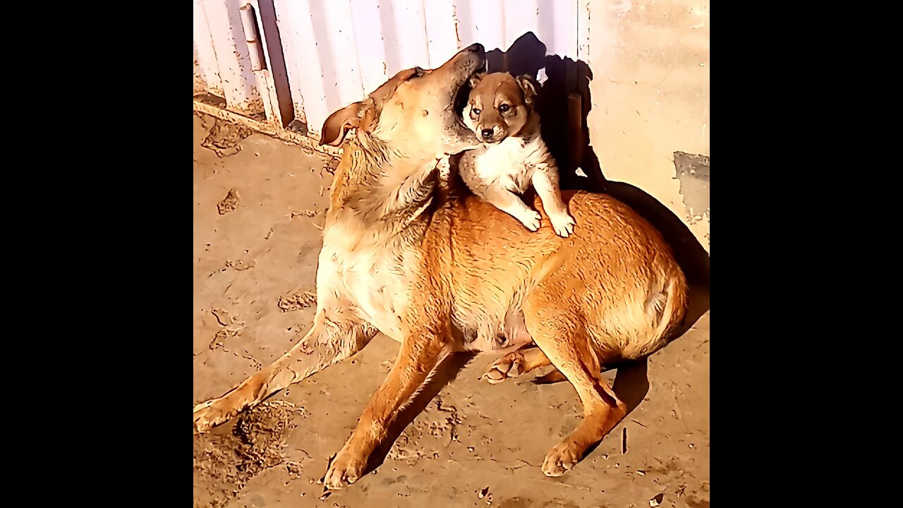 Mother punish her little dog in a strange way
