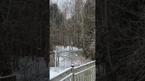 Wolf pack in Canadian winter #winter #natural #nature #snow #snowfall #wolf #wolfpack