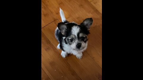 Funny chihuahua/yorkie puppy, hauling butt with her rope and a tennis ball