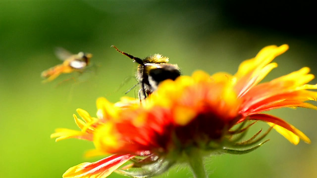 Summer action on the flower with crazy little Wasp