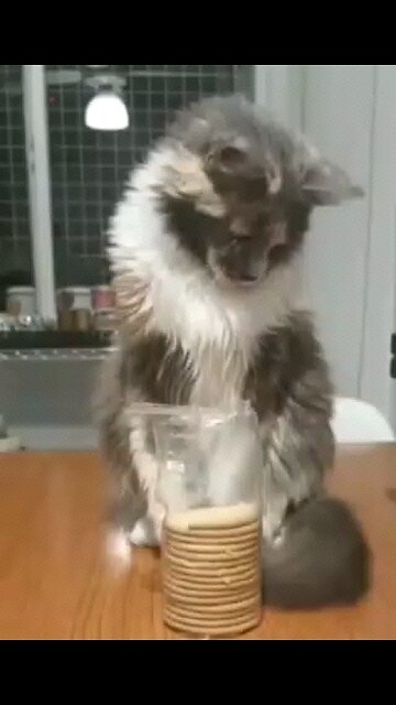 Funny Animal Videos PT19